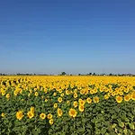 Manoir De Jouralem Bed & Breakfast Blaison