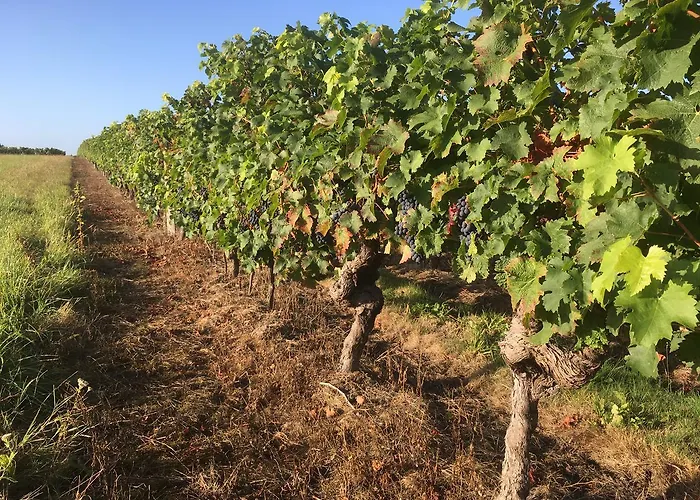 לינה וארוחת בוקר Manoir De Jouralem Blaison